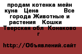 продам котенка мейн-куна › Цена ­ 35 000 - Все города Животные и растения » Кошки   . Тверская обл.,Конаково г.